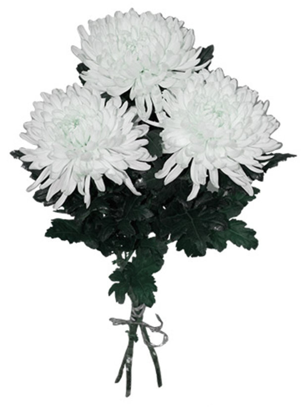 3 хризантемы