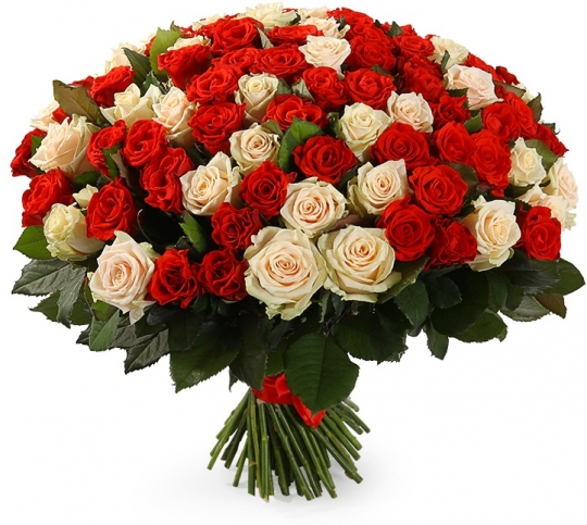 101 кремовая и красная роза 50 см.