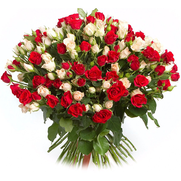 51 красная и белая кустовая роза 70 см.