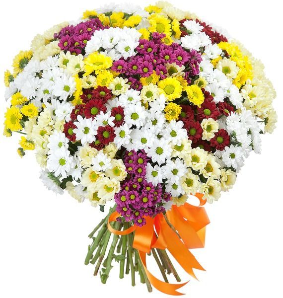 51 хризантема микс
