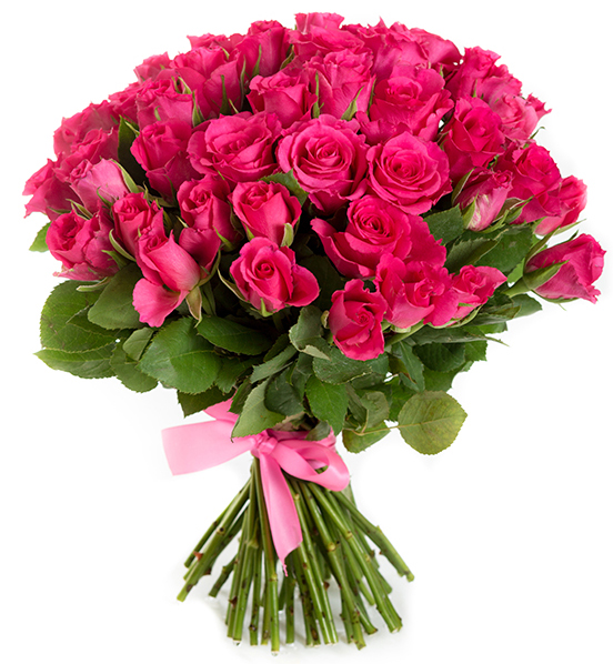 51 малиновая роза 70см.