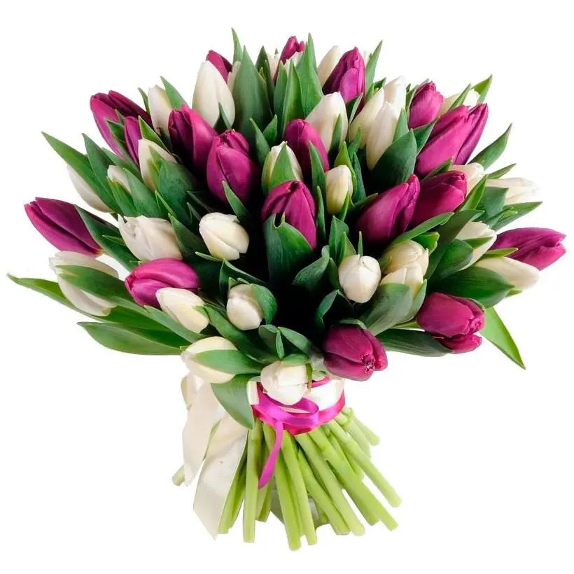 51 белый и малиновый тюльпан