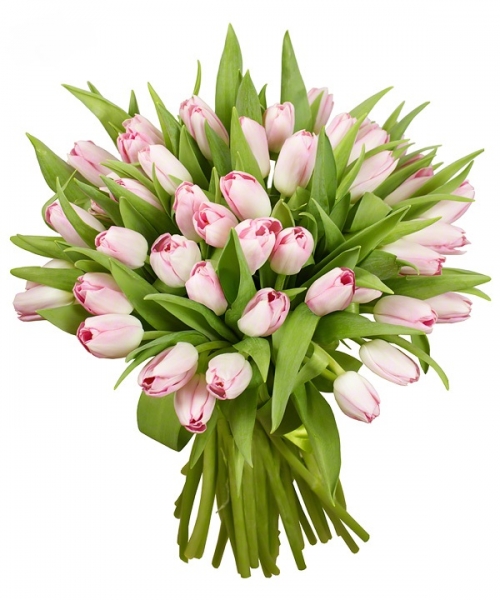 51 розовый тюльпан