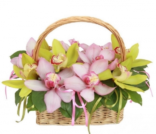 Утонченность орхидей