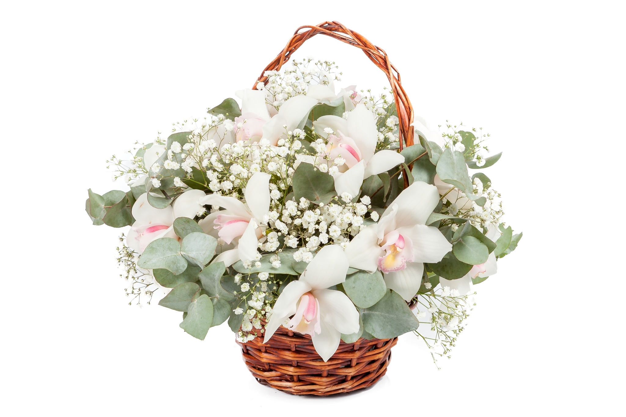 Нежные орхидеи