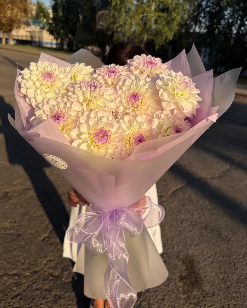 Нежные георгины