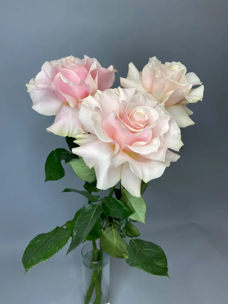 Розовые французкие розы