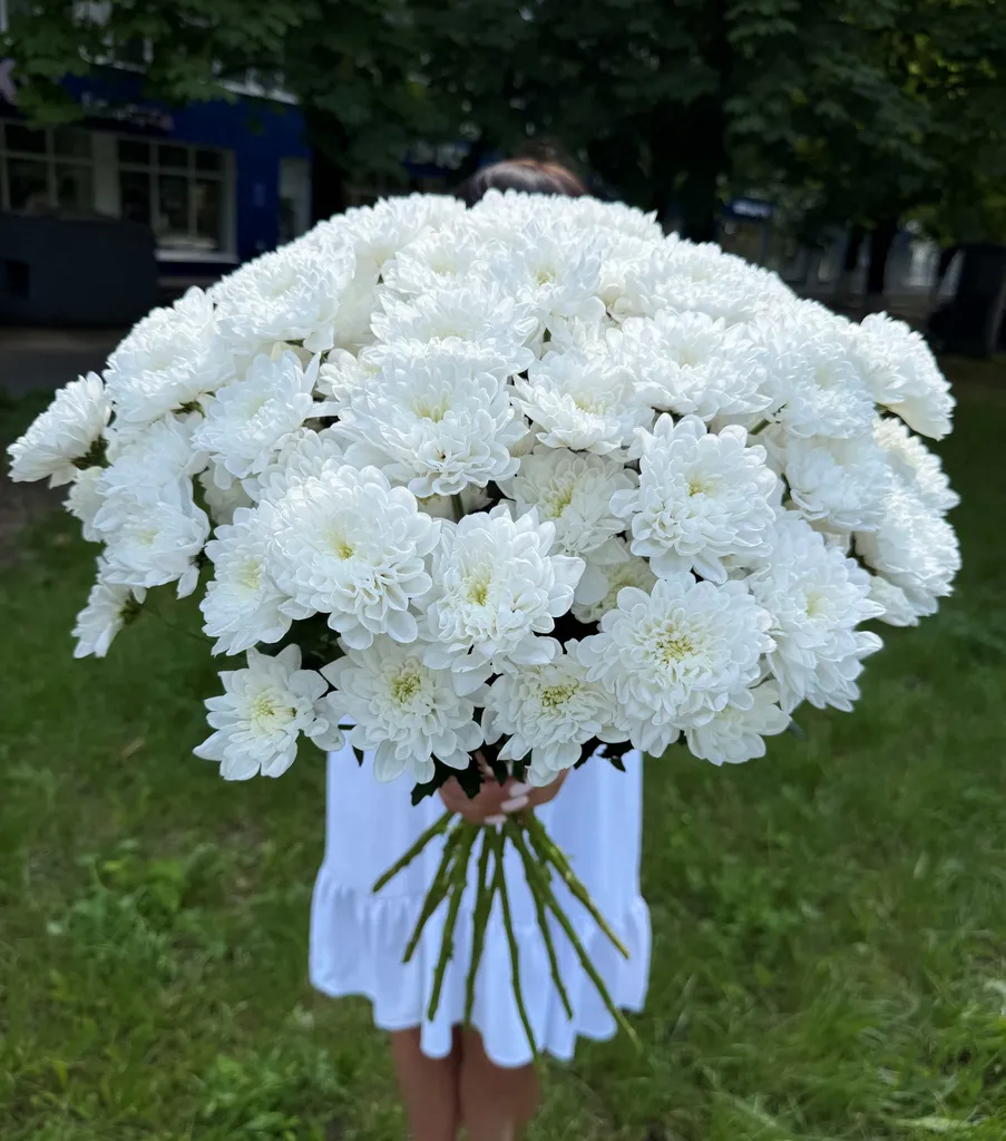 Хризантемы сорта "Алтай"