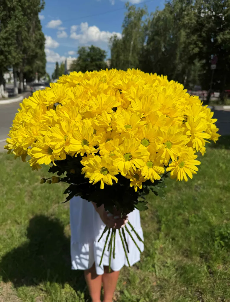 Хризантемы сорта "Селебрейт"