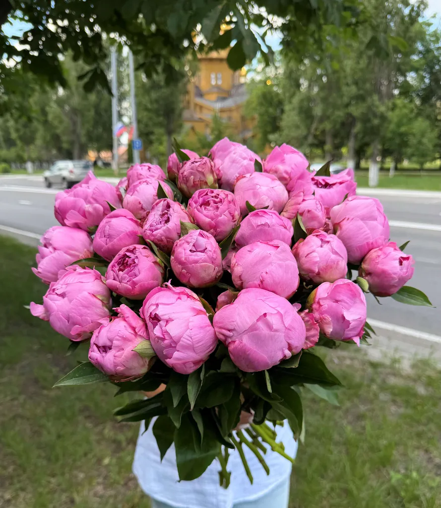 Пионы малиновые. СЕЗОННЫЙ ТОВАР!