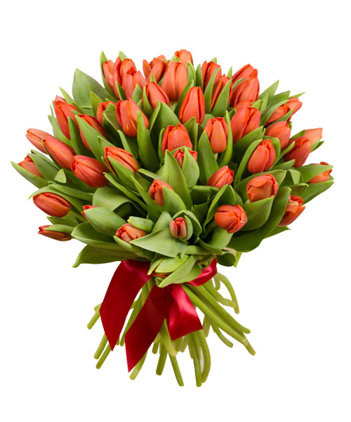 51 красный тюльпан