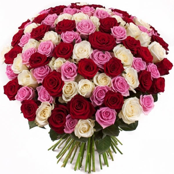 101 красная, белая и розовая роза 70 см.