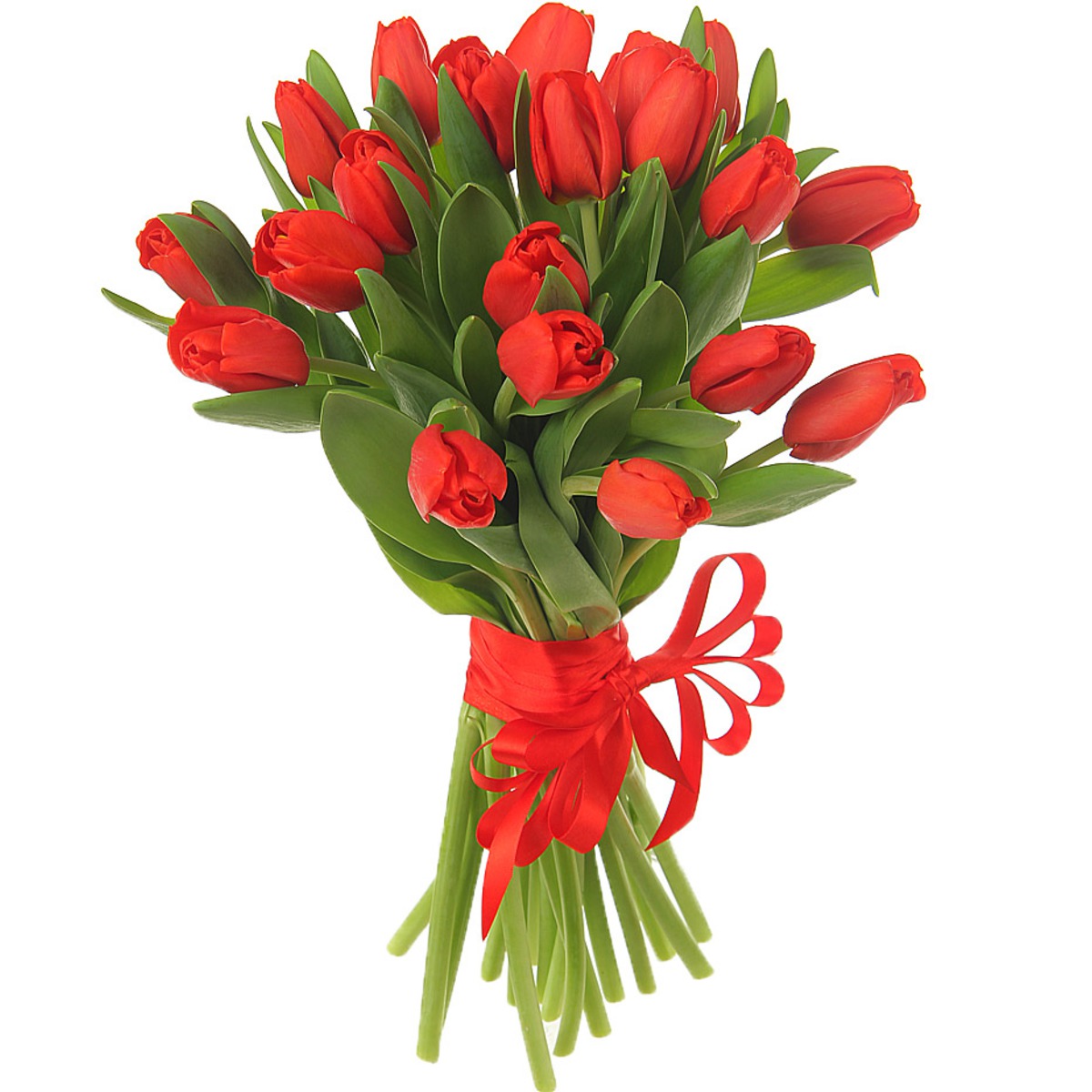 25 красных тюльпанов