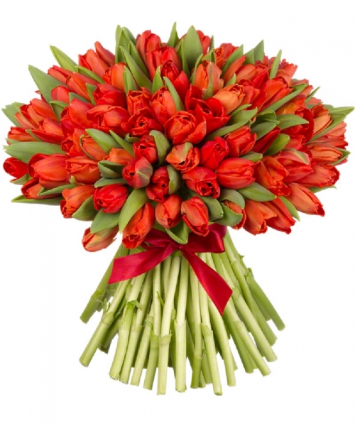 101 красный тюльпан