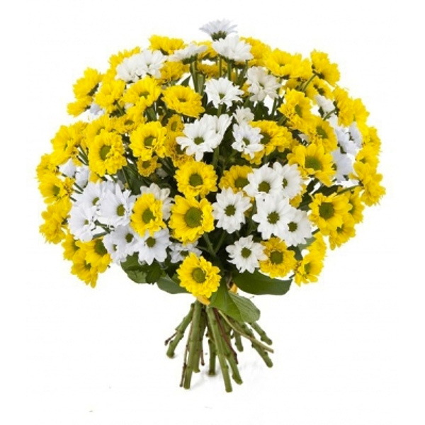15 кустовых белых и жёлтых хризантем