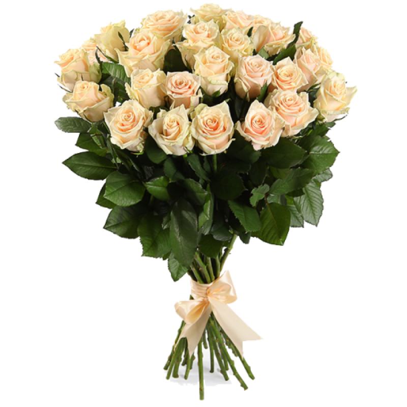 25 кремовых роз 70см.