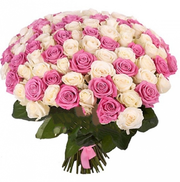 101 розовая и белая роза 70 см.
