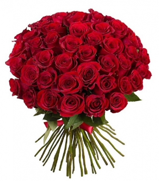 51 красная роза 70 см.