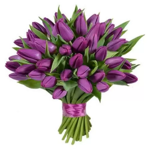 51 фиолетовый тюльпан