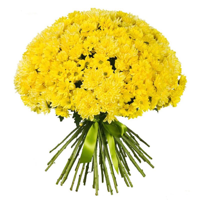 51 жёлтая хризантема