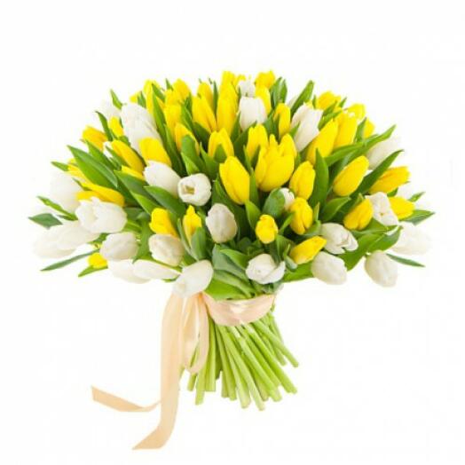 101 белый и жёлтый тюльпан