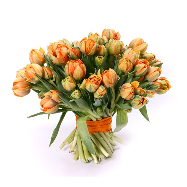 51 оранжевый пионовидный тюльпан