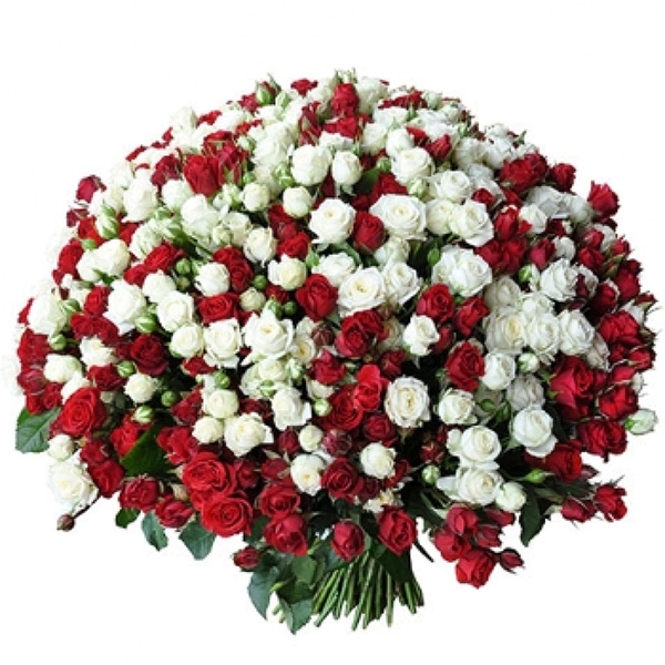 Роза кустовая микс 51 шт. 70 см.