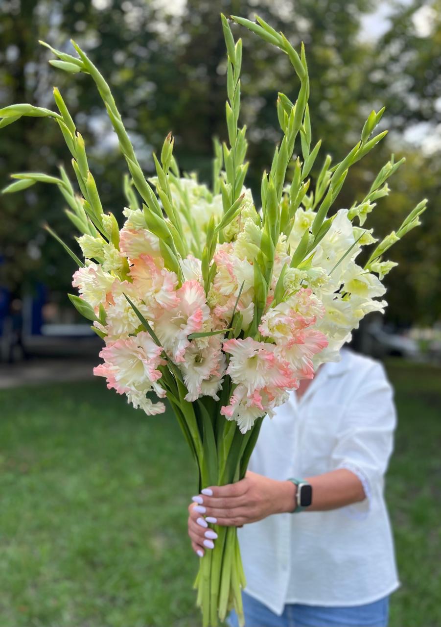 Гладиолусы