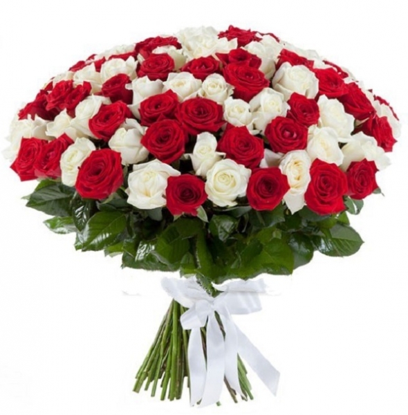 101 красная и белая роза 70 см.