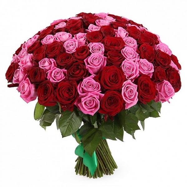 101 красная и розовая роза 70 см.