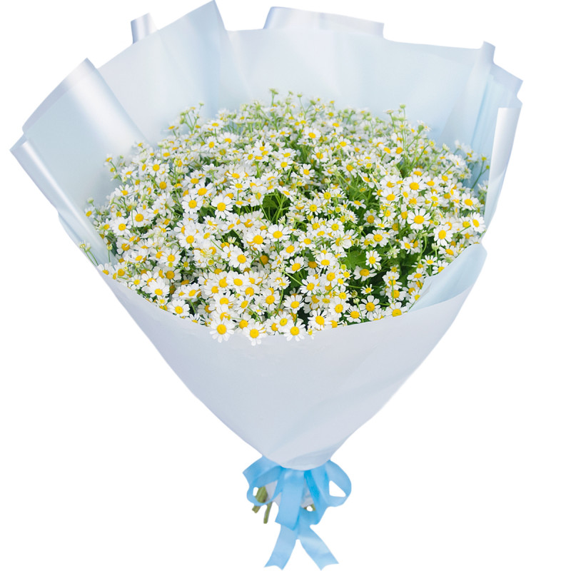 Маргаритка