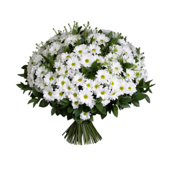 25 кустовых хризантем "Баккарди"