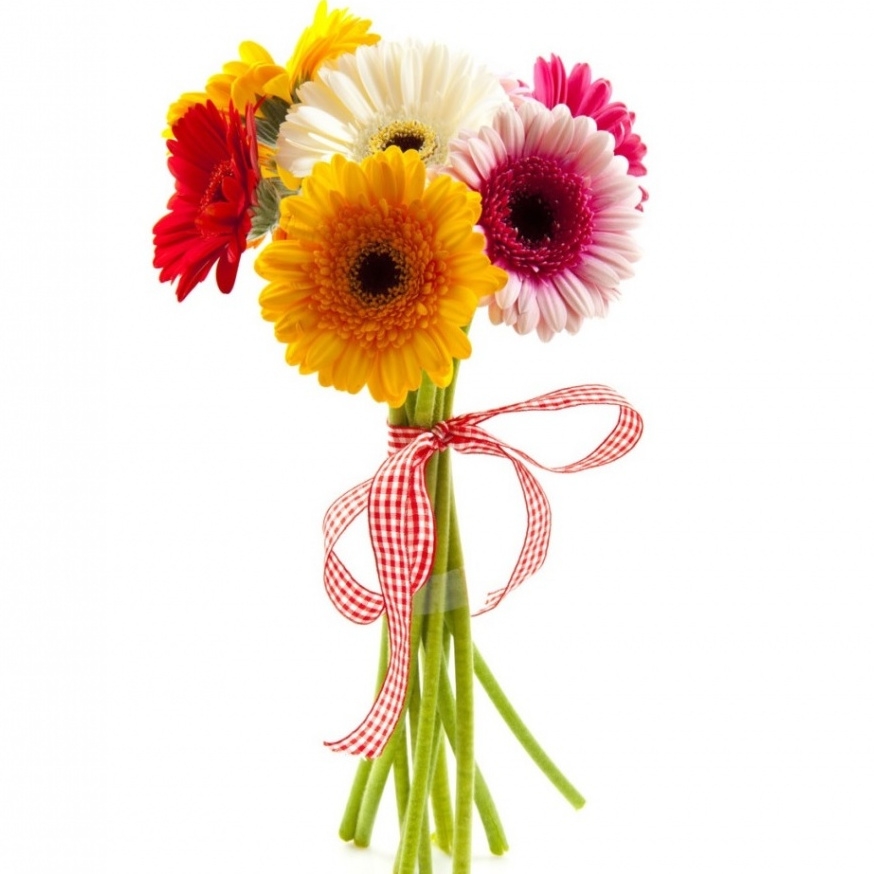 7 гербер микс