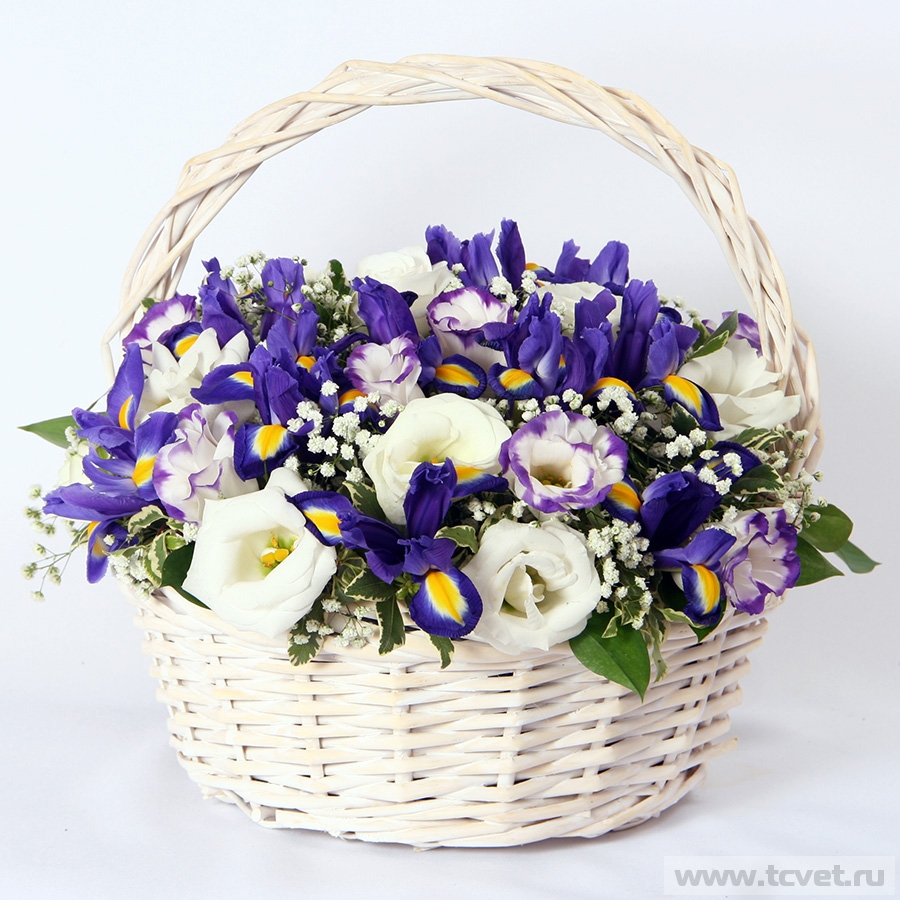 Васильковое поле