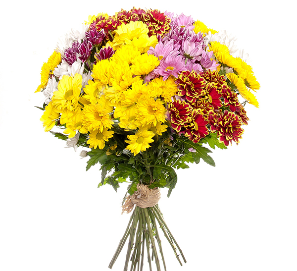 15 хризантем микс