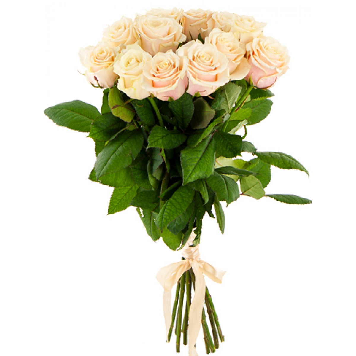 11 кремовых роз 70см.